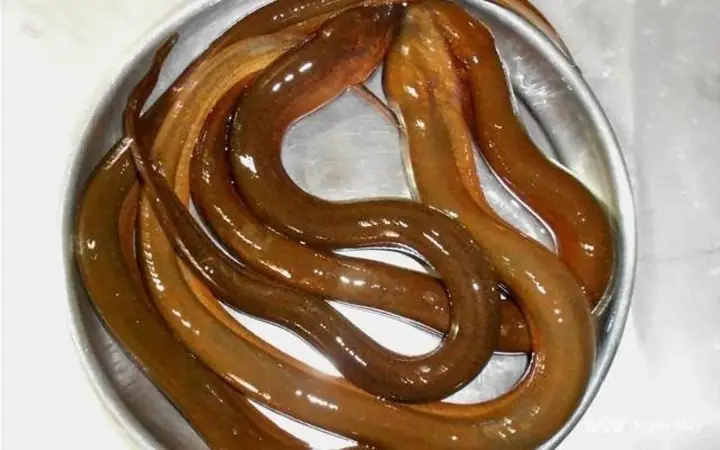 Mơ Thấy Lươn Vàng Đánh Con Gì