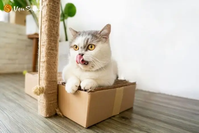 Mơ Thấy Mèo Đã Mất Trở Về