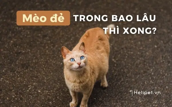 Mèo Đẻ Trong Bao Lâu Thì Xong? Dấu Hiệu Nhận Biết Mèo Sắp Đẻ