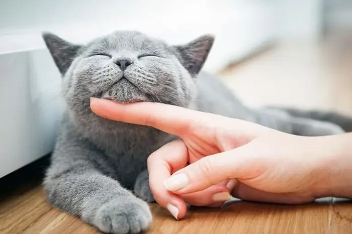 Nằm Mơ Thấy Mèo Là Điềm Lành Hay Dữ? - Báo Tri Thức & Cuộc Sống