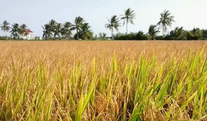 Mơ Thấy Gặt Lúa Bằng Máy Móc Hiện Đại