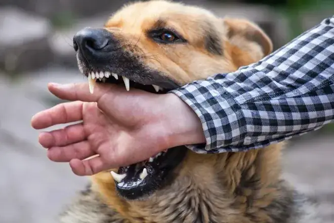 Mơ Thấy Chó Cắn Mơ Thấy Chó Cắn