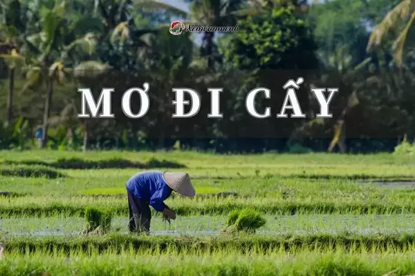 Giải Mã Khi Nằm Mơ Đi Cấy Lúa Dự Báo Điềm Gì Trong Tương Lai ?