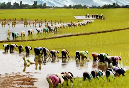 Phát Tài Với Giấc Mơ Thấy Đi Cấy, Hãy Thử Vận May Với Con Số Nào? Phát Tài Với Giấc Mơ Thấy Đi Cấy, Hãy Thử Vận May Với Con Số Nào?