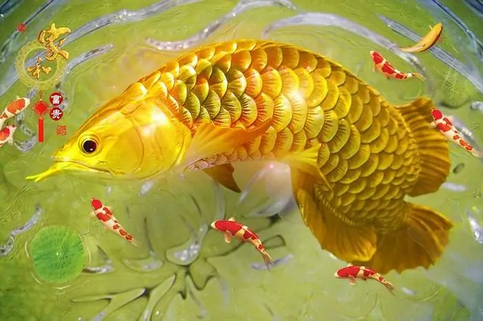 Mơ Thấy 3 Giấc Mơ Về Cá Này: Gia Chủ Sắp Đổi Đời Giàu Sang - Báo ...