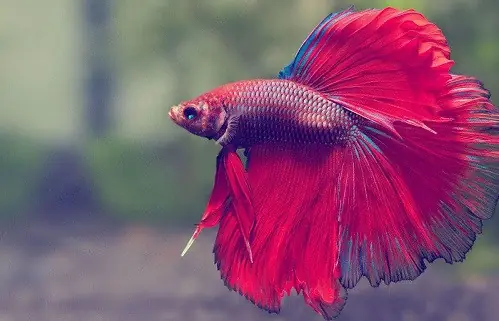 Giải Mã Giấc Mơ Thấy Bể Cá Cảnh Đánh Con Gì Chuẩn Xác Nhất ...
