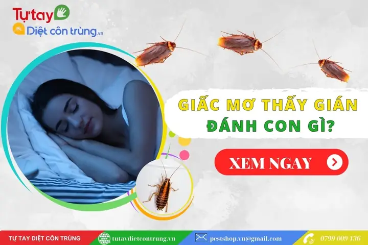 Giấc Mơ Thấy Gián Đánh Con Gì? - Tự Tay Diệt Côn Trùng