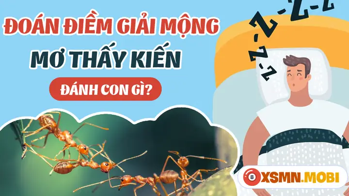 Nằm Mơ Thấy Kiến Đánh Con Gì? - Giải Mã Chiêm Bao Thấy Con Kiến