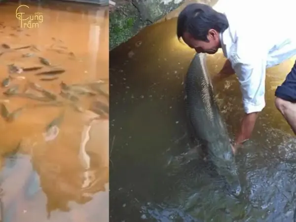Ngủ Mơ Thấy Cá Bơi Vào Nhà Do Nước Tràn