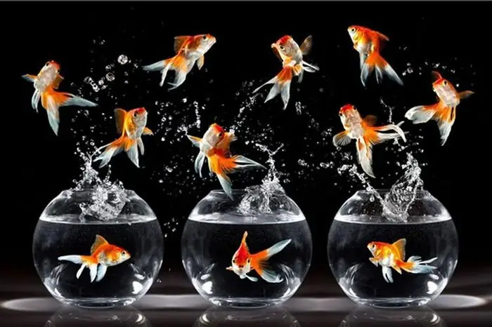 Những Giấc Mơ Thông Báo Điềm Lành, Sắp Giàu To - Báo Tri Thức ...