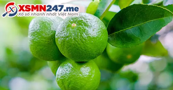 - Phụ Nữ Có Gia Đình Mơ Thấy Quả Chanh