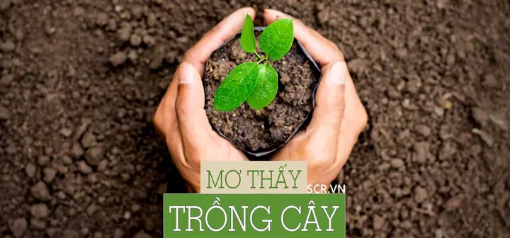Mơ Thấy Quả Đu Đủ Chín Đánh Con Gì