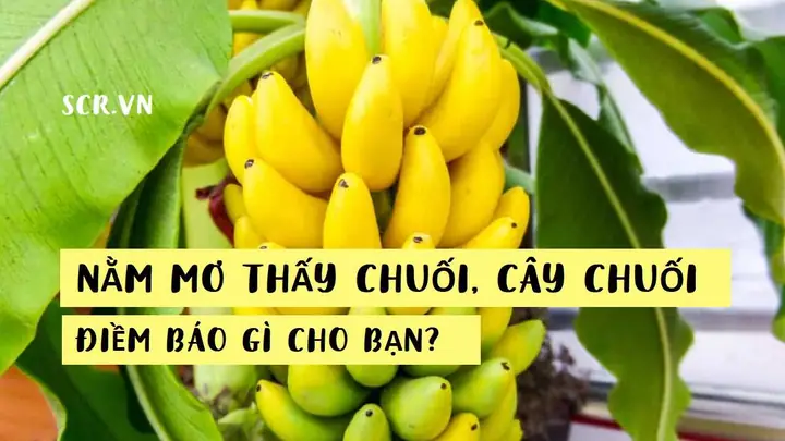 Mơ Thấy Nhiều Quả Đu Đủ Chín