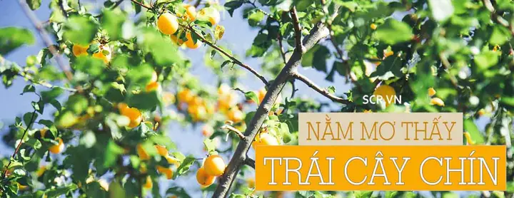 Nằm Mơ Thấy Hái Đu Đủ Số Mấy
