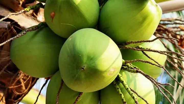 Mơ Thấy Quả Dừa Có Ý Nghĩa Gì, Con Số Nào May Mắn?