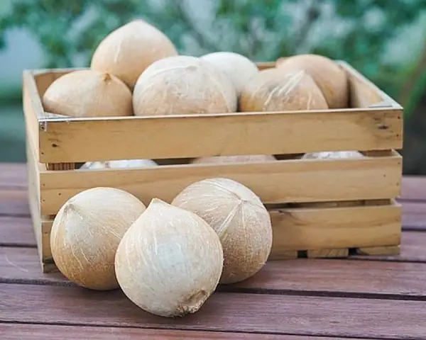 Mơ Thấy Quả Dừa Đánh Con Gì?