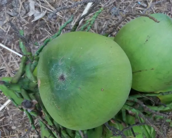 Mơ Thấy Quả Dừa