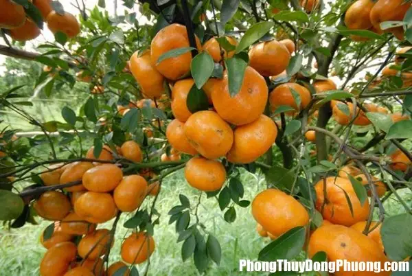 Nằm Mơ Thấy Quả Quýt Báo Hiệu Điều Gì Và Con Số May Mắn Nên ... Nằm Mơ Thấy Quả Quýt Báo Hiệu Điều Gì Và Con Số May Mắn Nên ...