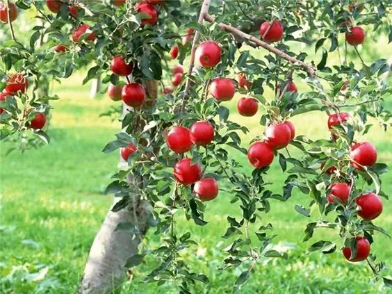 Ý Nghĩa Tổng Quan Khi Mơ Thấy Quả Táo