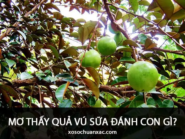 Mơ Thấy Quả Vú Sữa Đánh Con Gì? Giải Mã Giấc Mơ Và Những Điềm Báo Ẩn Sau