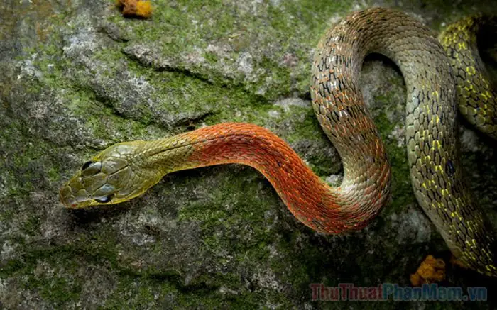 Mơ Thấy Rắn Cắn Vào Tay Không Chảy Máu