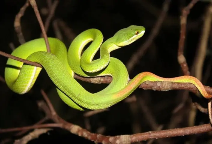 Mơ Thấy Rắn Lục Cắn