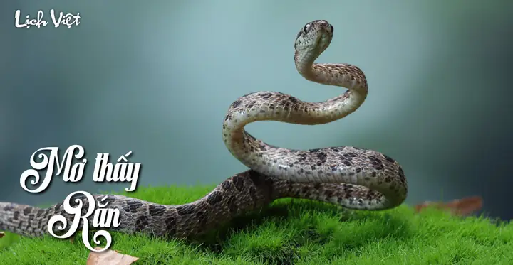 Giải Mã Giấc Mơ Thấy Rắn - Mơ Thấy Rắn Là Tốt Hay Xấu?