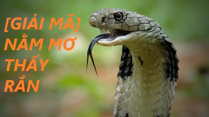 Mơ Thấy Rắn Là Điềm Gì? Tốt Hay Xấu, Đánh Con Nào? - Đá Phong ...