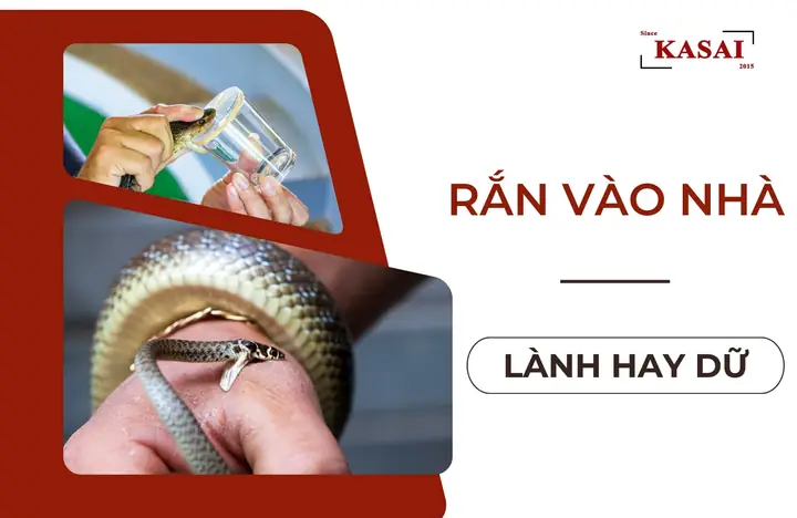 Rắn Vào Nhà Lành Hay Dữ? Điềm Báo Các Loại Rắn Vào Nhà