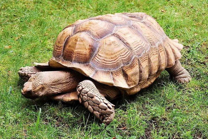 Mơ Thấy Rùa: Giải Mã Ý Nghĩa Và Tình Huống Đặc Biệt