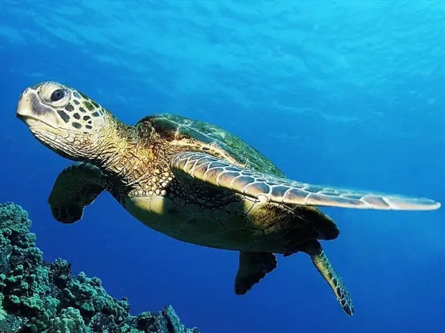 Mơ Thấy Rùa Là Điềm Tốt Hay Xấu? Thông Điệp Giấc Mơ Thú Vị Mang ...