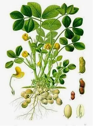 Kỹ Thuật Canh Tác Cây Đậu Phộng