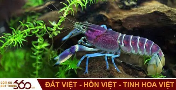 Nằm Mơ Thấy Tôm Đánh Lô Đề Con Gì Để Trúng Lớn?