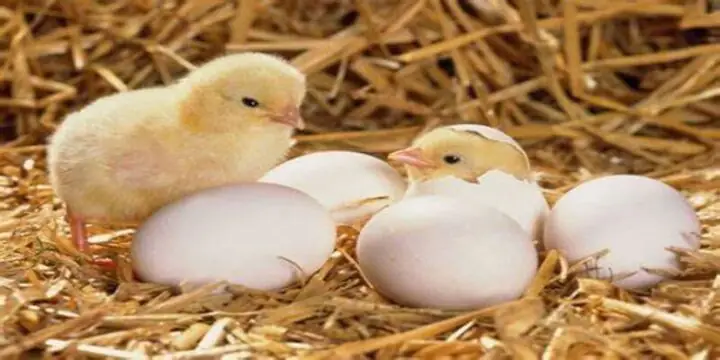 Mơ Thấy Trứng Gà Nở Thành Con Đánh Con Gì Để Phát Tài?