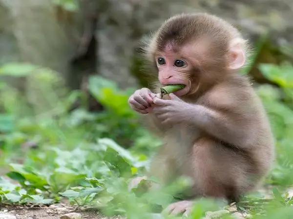 Ý Nghĩa Tổng Quan Khi Mơ Thấy Xương Động Vật