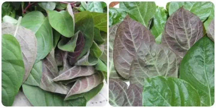Mơ Uống Nước Dừa Đánh Đề Con Gì? Giải Mã Giấc Mơ Chi Tiết