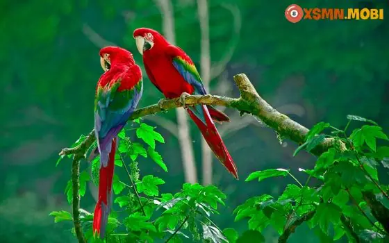 - Mơ Thấy Chim Khổng Tước