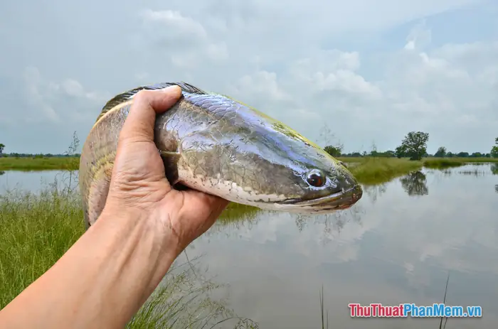 Nằm Mơ Bắt Được Nhiều Cá Rô Đồng