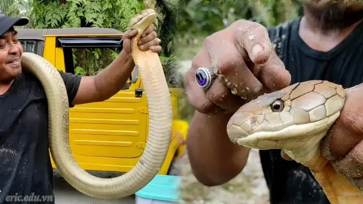 Giải Mã Giấc Mơ Bắt Được Rắn Hổ Mang