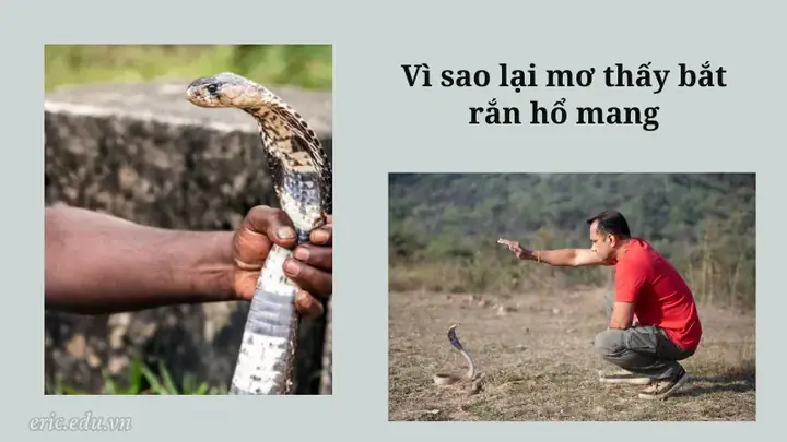Vì Sao Lại Mơ Thấy Bắt Rắn Hổ Mang
