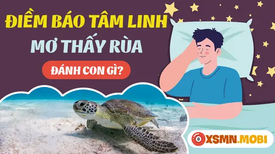 Giải Mã Một Số Giấc Chiêm Bao Thấy Rùa Khác
