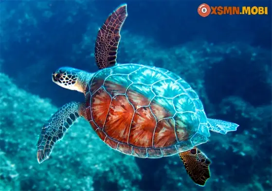 - Nằm Mơ Thấy Rùa Đỏ