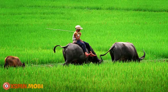 - Mơ Thấy Giết Trâu