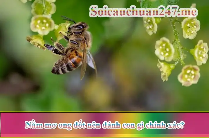 Giải Thích Ý Nghĩa Giấc Mơ Ong Đốt
