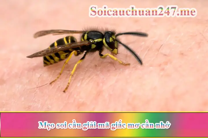 Mẹo Soi Cầu Giải Mã Giấc Mơ Cần Nhớ