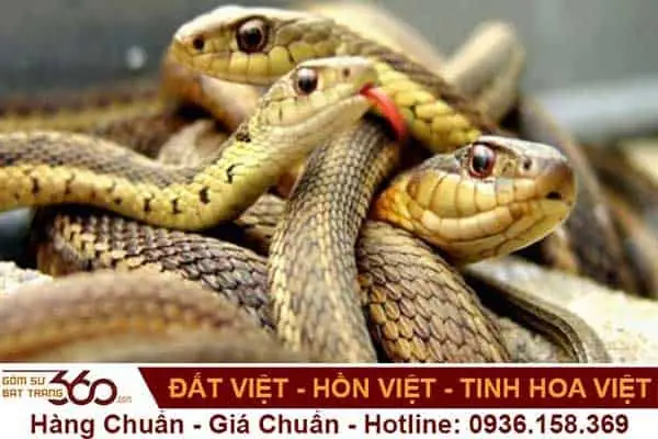 Nằm Mơ Thấy 2-3 Con Rắn Ngoài Đường: