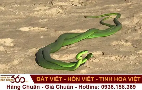 Nằm Mơ Thấy 2-3 Con Rắn Đánh Đề Con Gì?
