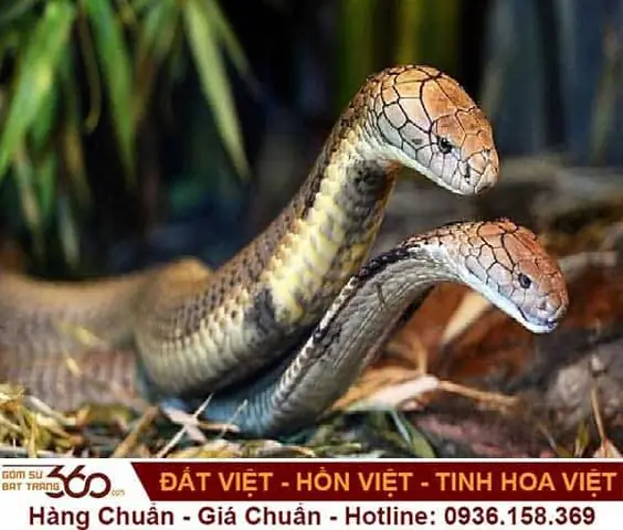 Nằm Mơ Thấy 2 Con Rắn Đánh Số Gì? Giải Mã Giấc Mơ & Gợi Ý Con Số May Mắn