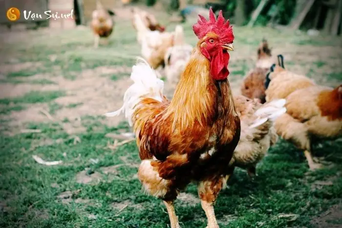 Nằm Mơ Thấy An Thịt Gà Đánh Số Gì