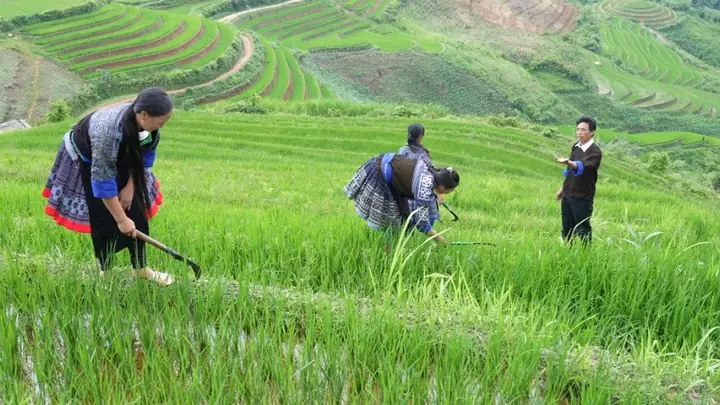 Mơ Thấy Xây Bậc Thang Hoặc Sửa Bậc Thang